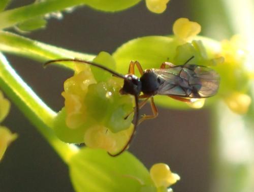 Microplitis mediator